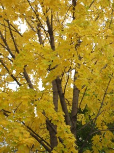 Norway Maple, fall colour